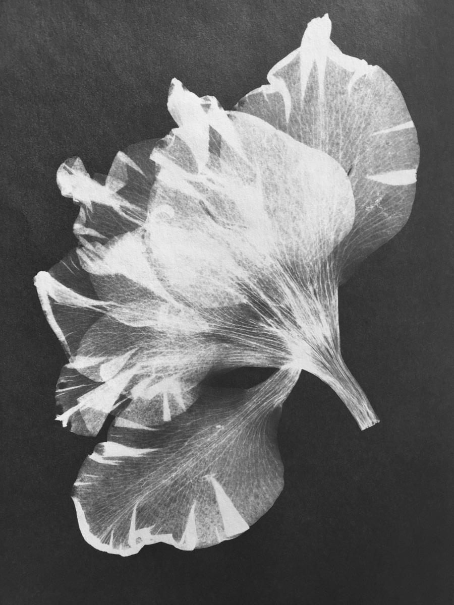 Cyanotypie einer Gladiolenblüte